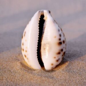 Does vaginoplasty reshape your vagina?